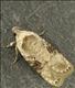 0695 (32.031) Agonopterix alstromeriana